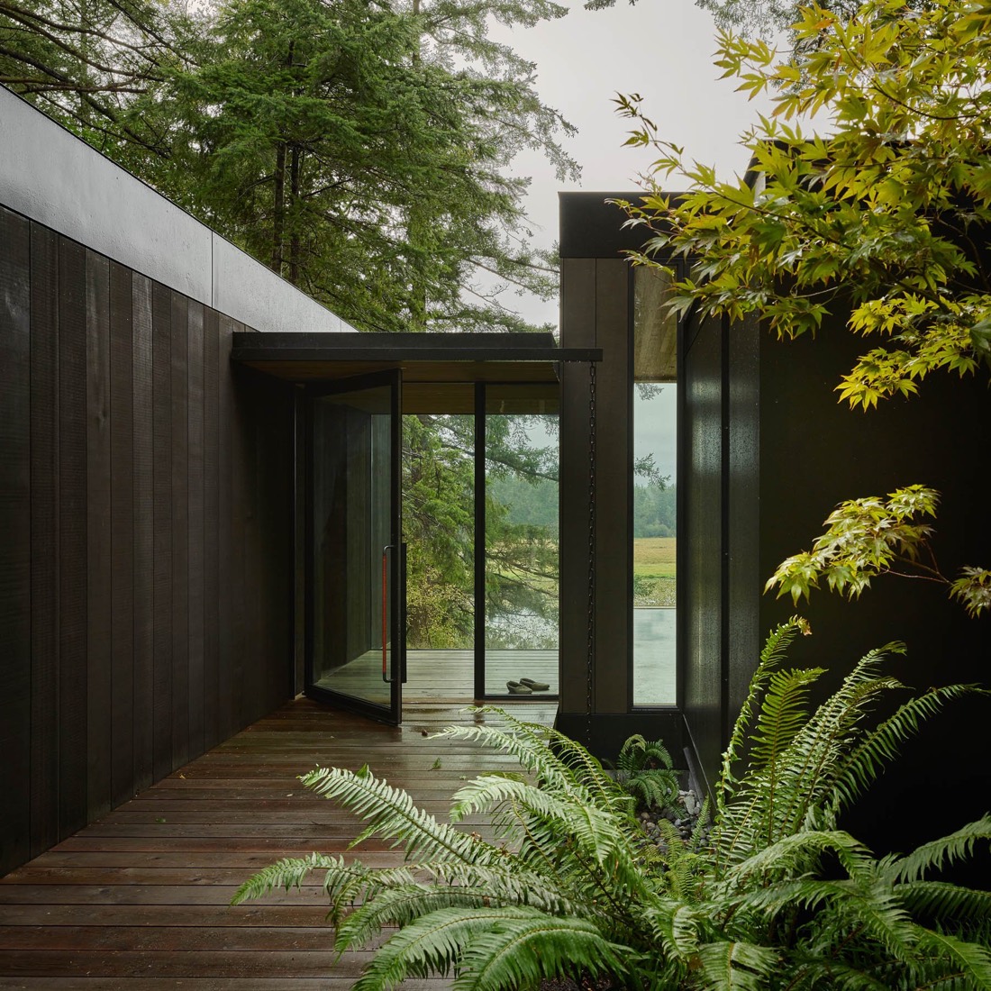 Fir-lined entry passage opening to ferns